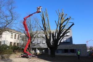 Arbeitsbühne mieten Saarbrücken, Raupenarbeitsbühne, Geländearbeitsbühne, Vermietung von Arbeitsbühnen Baumschnitt, Baumfällung Mietpark Mandelbachtal, St. Ingbert, Völklingen, Saarloius, Zweibrücken, Blieskastel,Gersheim,Kleinblittersdorf,